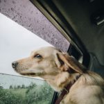 Travelling Tips with Your Dog