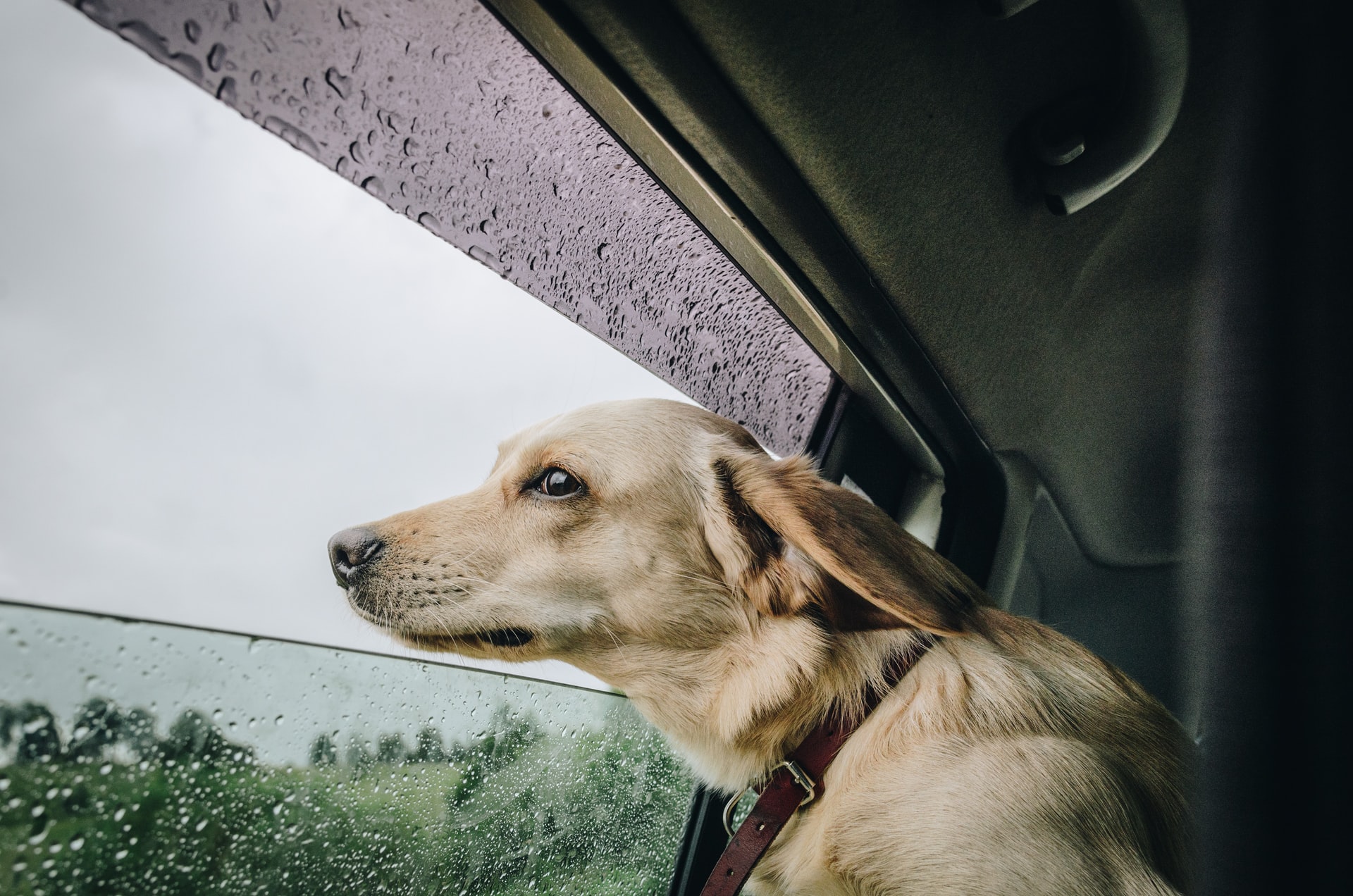travel dog