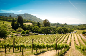 vineyard