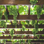The Best Vineyards in Netherlands You Should Visit