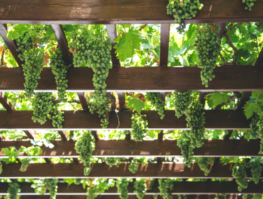 vineyard