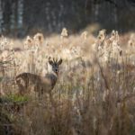 Key Steps to Finding an Ideal Spot for Deer Hunting