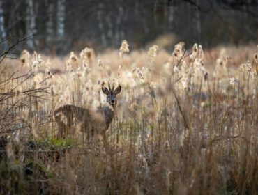 deer